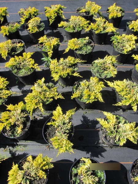 Juniperus horizontalis Mother Lode - Goldgelber Teppichwacholder Mother Lode